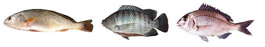 xinbo